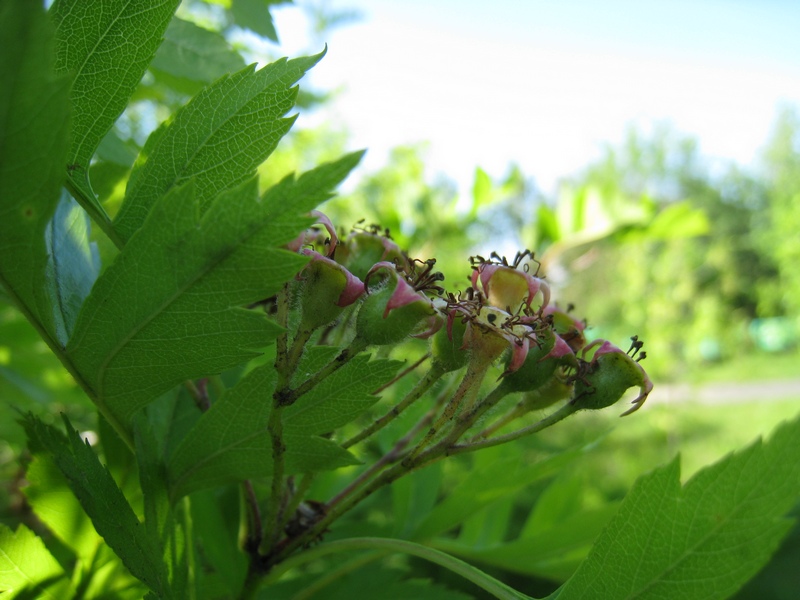 Image of Crataegus pinnatifida specimen.