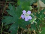 Geranium wlassovianum. Верхушка цветущего растения. Иркутск, роща \"Звёздочка\". 25.07.2013.