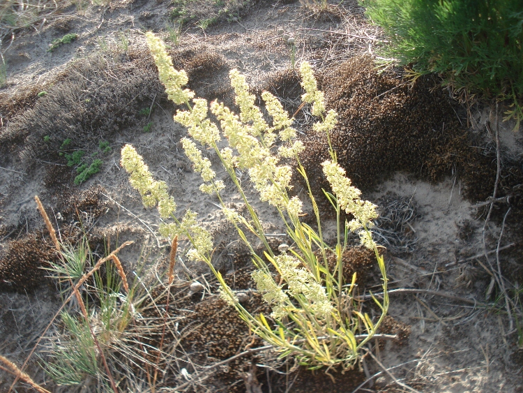 Image of Silene borysthenica specimen.