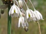 Allium oleraceum. Цветки. Украина, Донецкая обл., окр. Святогорска, песчаная терраса Северского Донца. 12.07.2013.