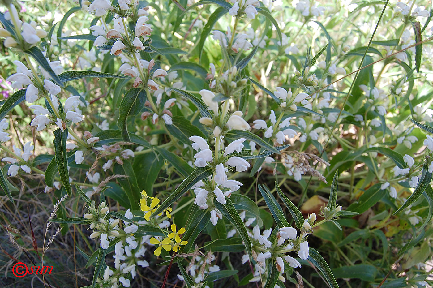 Image of Phlomis pungens specimen.