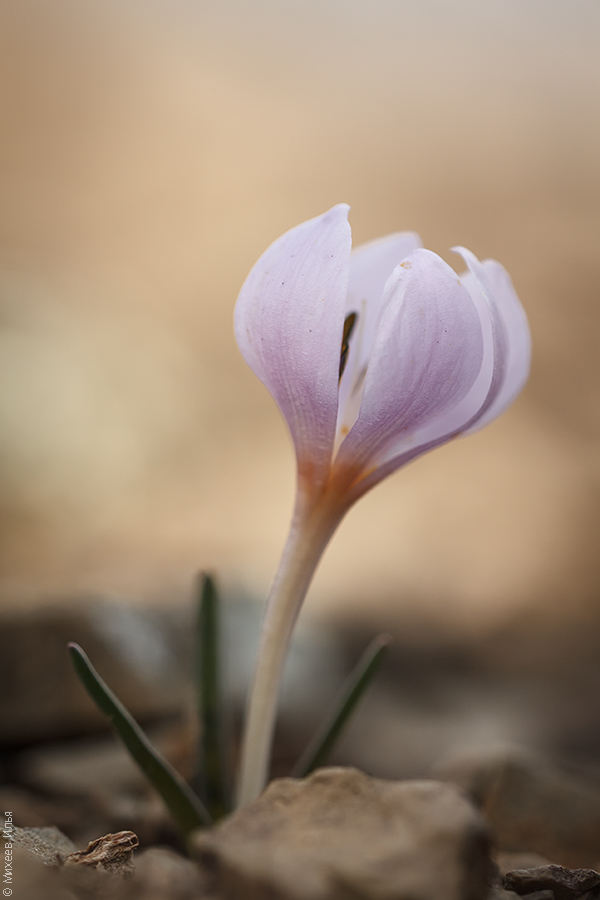 Image of Colchicum triphyllum specimen.