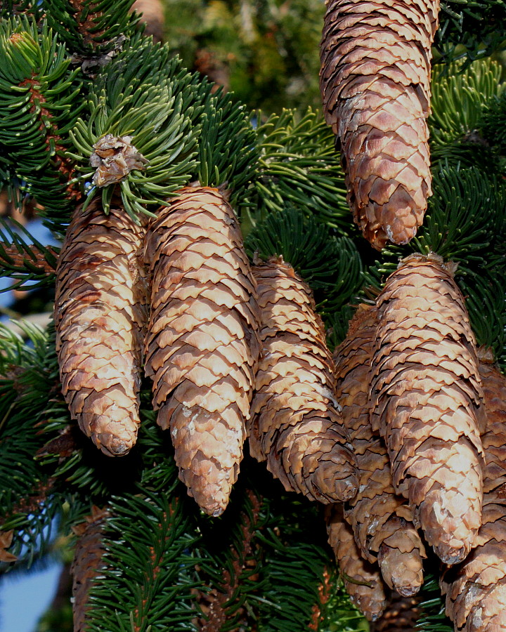 Image of Picea abies specimen.