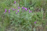 Astragalus onobrychis