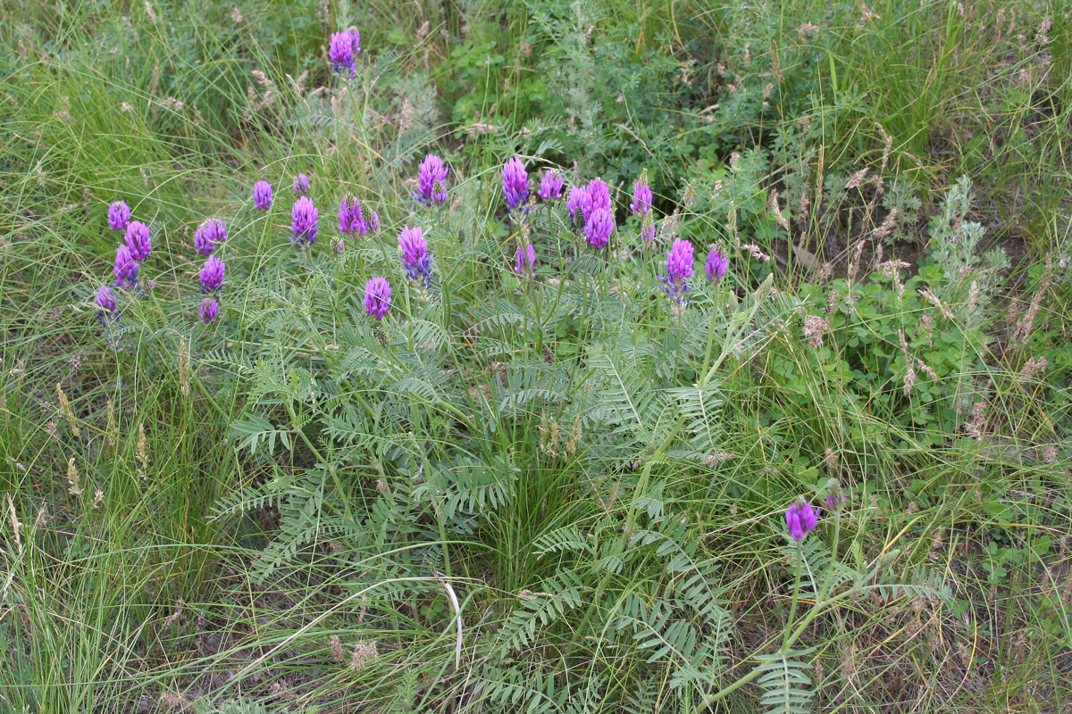 Изображение особи Astragalus onobrychis.