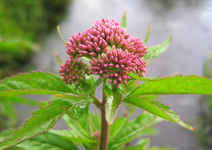 Изображение особи Eupatorium cannabinum.