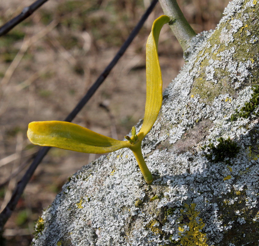 Image of Viscum album specimen.
