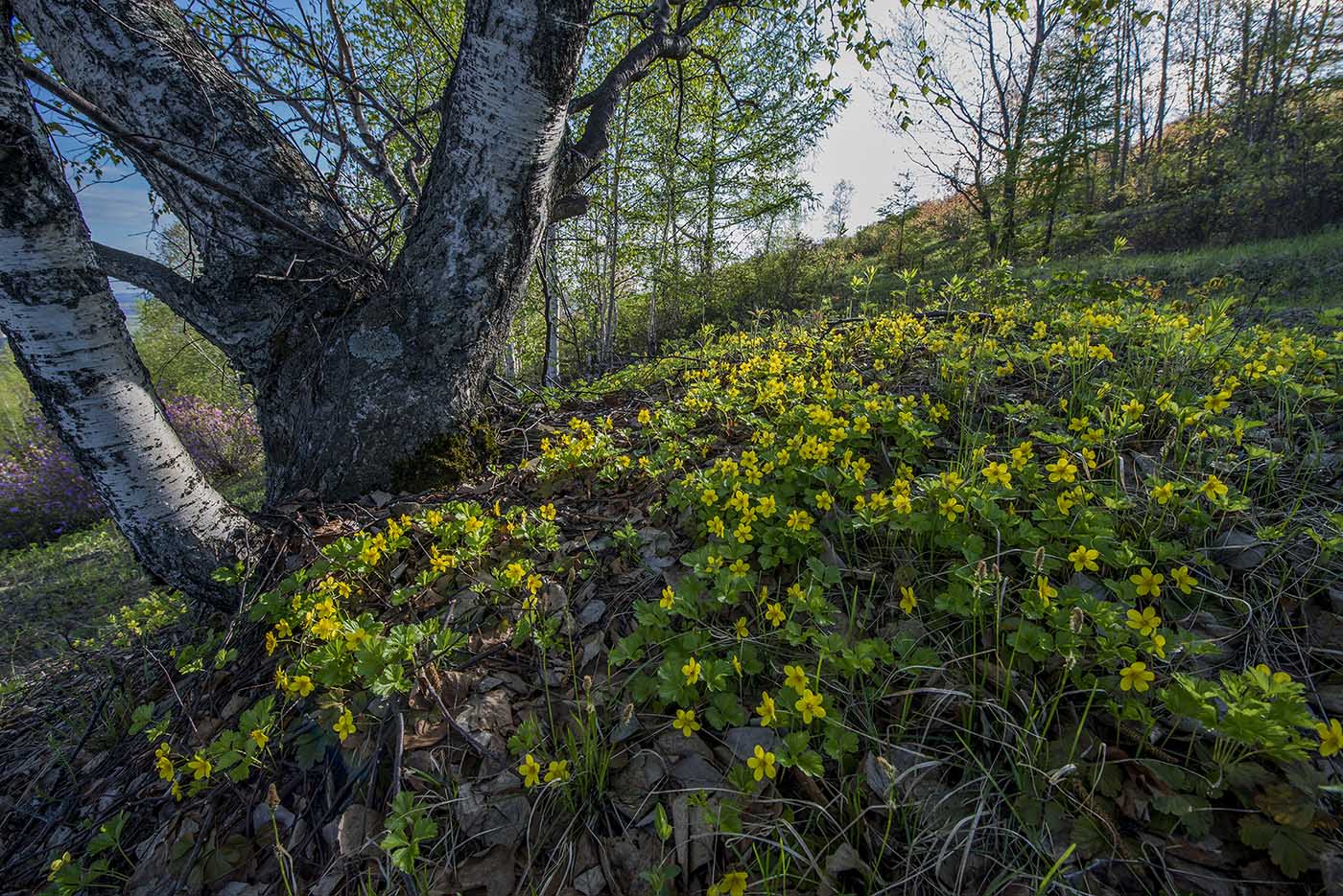 Изображение особи Waldsteinia ternata ssp. maximowicziana.