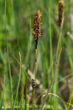 Carex melanostachya