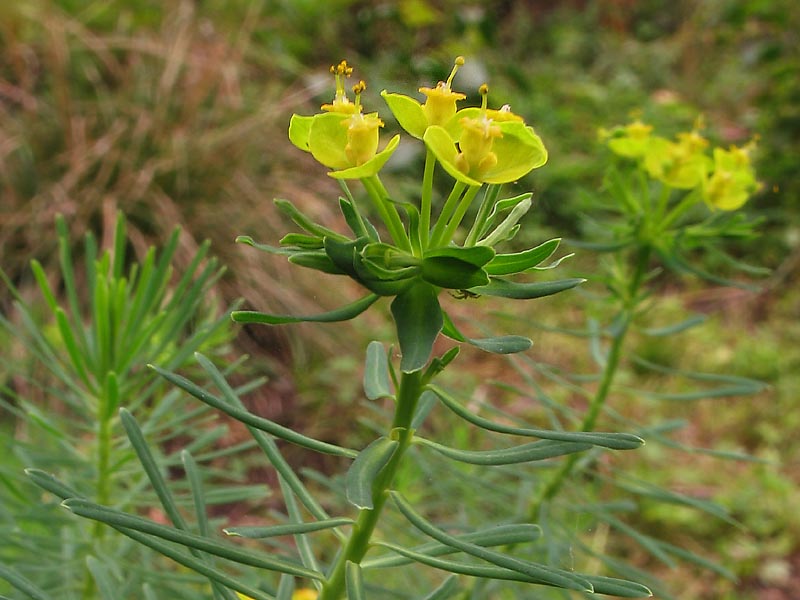 Изображение особи Euphorbia cyparissias.