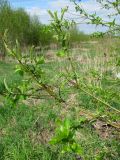 Salix myrsinifolia