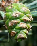 Pinus sylvestris