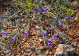 Campanula taurica