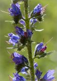 Echium vulgare. Часть побега с соцветиями. Ленинградская обл., Волосовский р-н, обочина дороги. 15.06.2014.