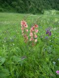 Verbascum &times; ignescens