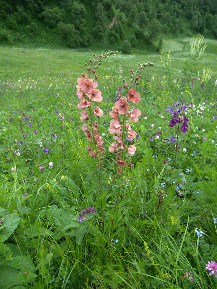 Image of Verbascum × ignescens specimen.