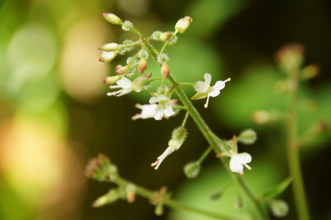 Изображение особи Circaea lutetiana.