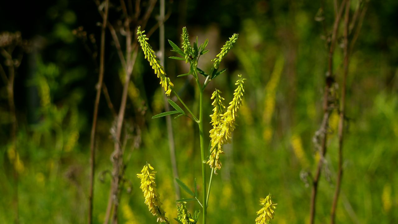 Изображение особи Melilotus officinalis.