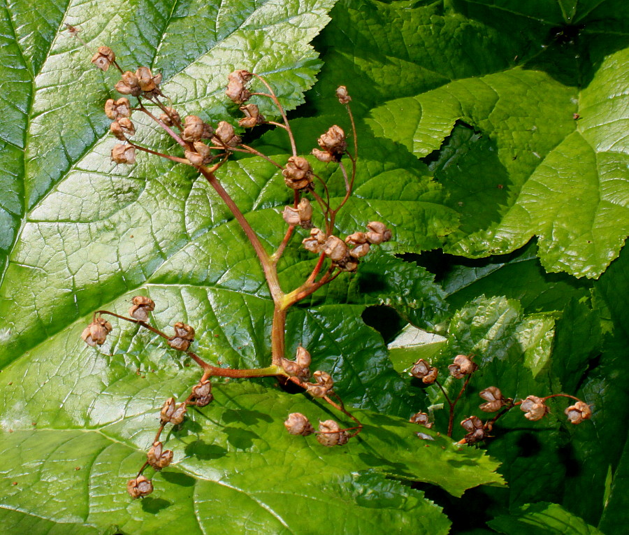 Image of Darmera peltata specimen.