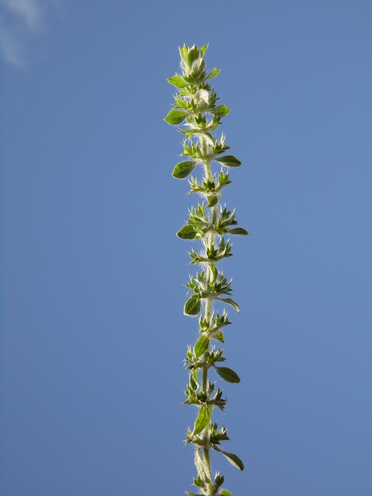 Image of Sideritis montana specimen.