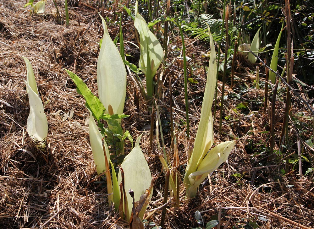 Image of Arum italicum specimen.