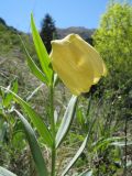 Fritillaria pallidiflora