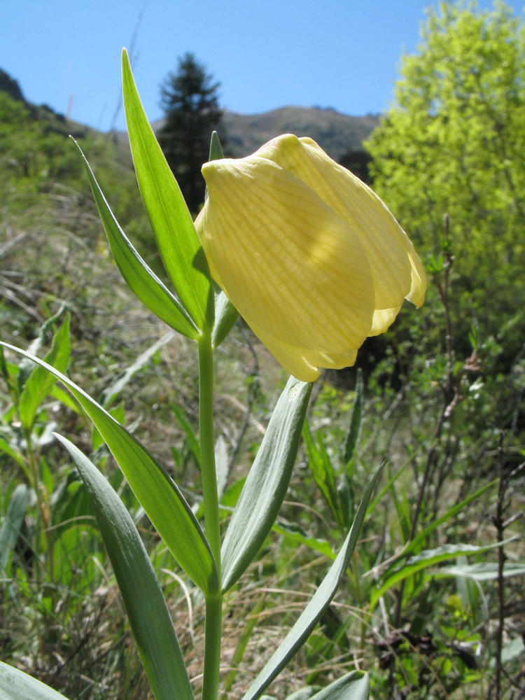 Изображение особи Fritillaria pallidiflora.