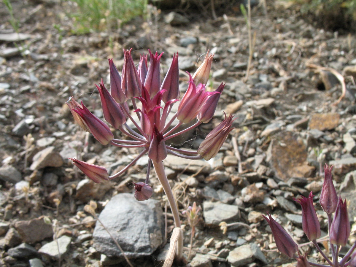 Image of Allium kujukense specimen.