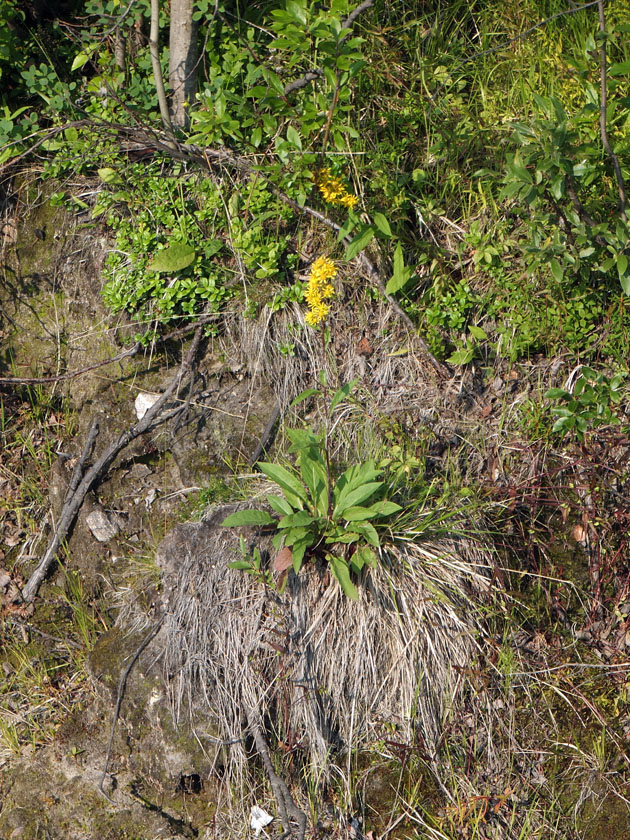 Image of Solidago virgaurea ssp. lapponica specimen.