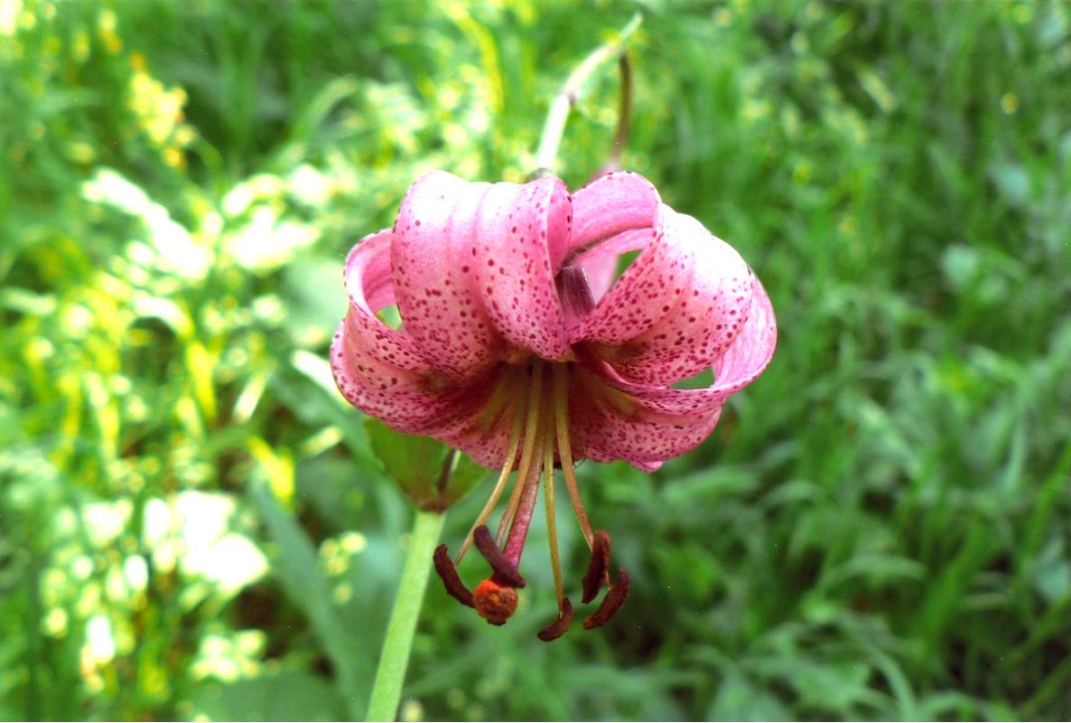 Изображение особи Lilium pilosiusculum.