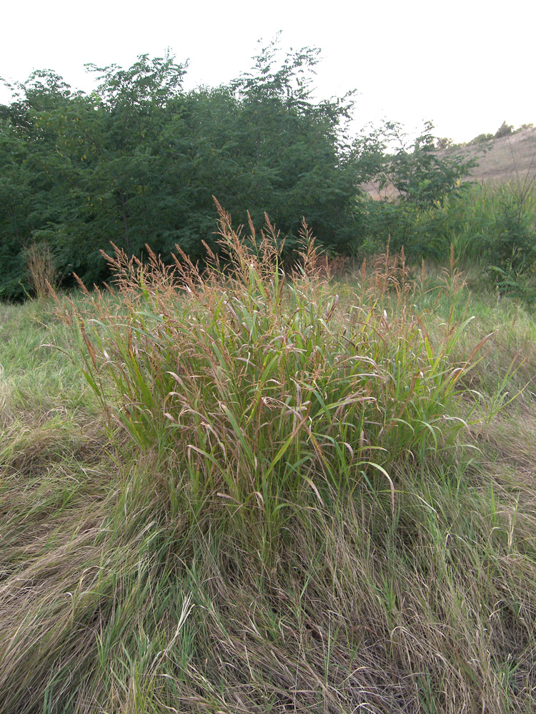 Изображение особи Sorghum halepense.
