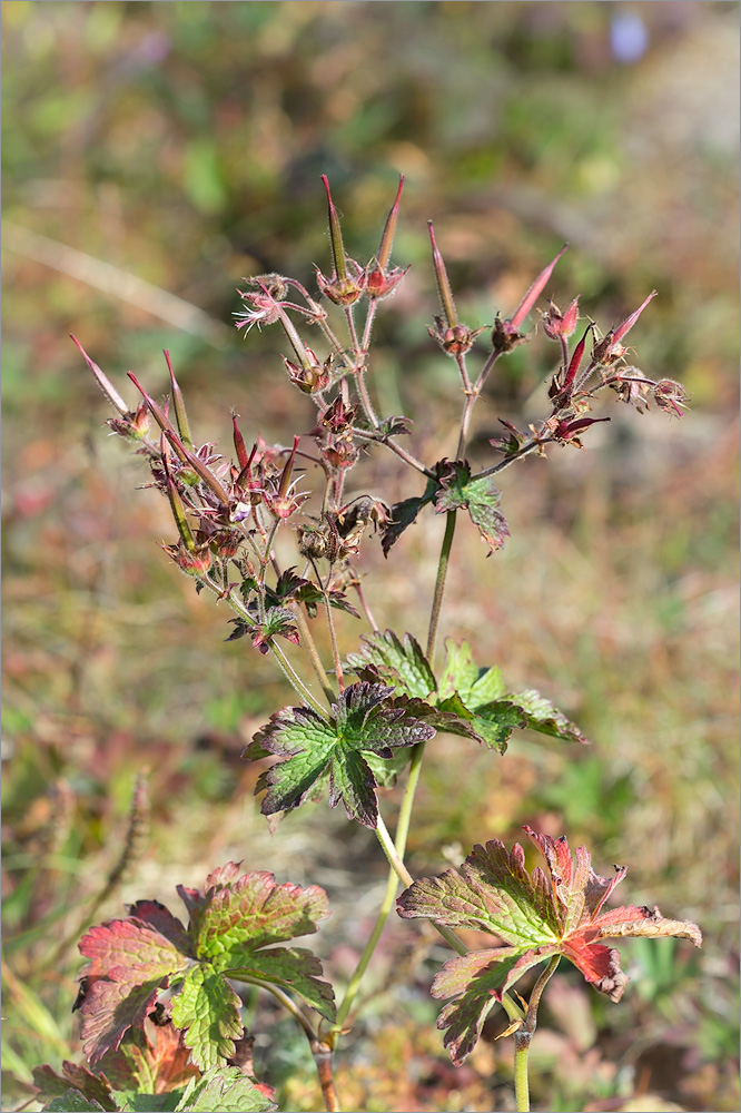 Изображение особи Geranium sylvaticum.