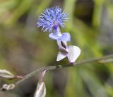 Polygala tenuifolia. Часть побега с цветком. Бурятия, окр. г. Гусиноозерск, сухая песчаная степь. 11.07.2014.