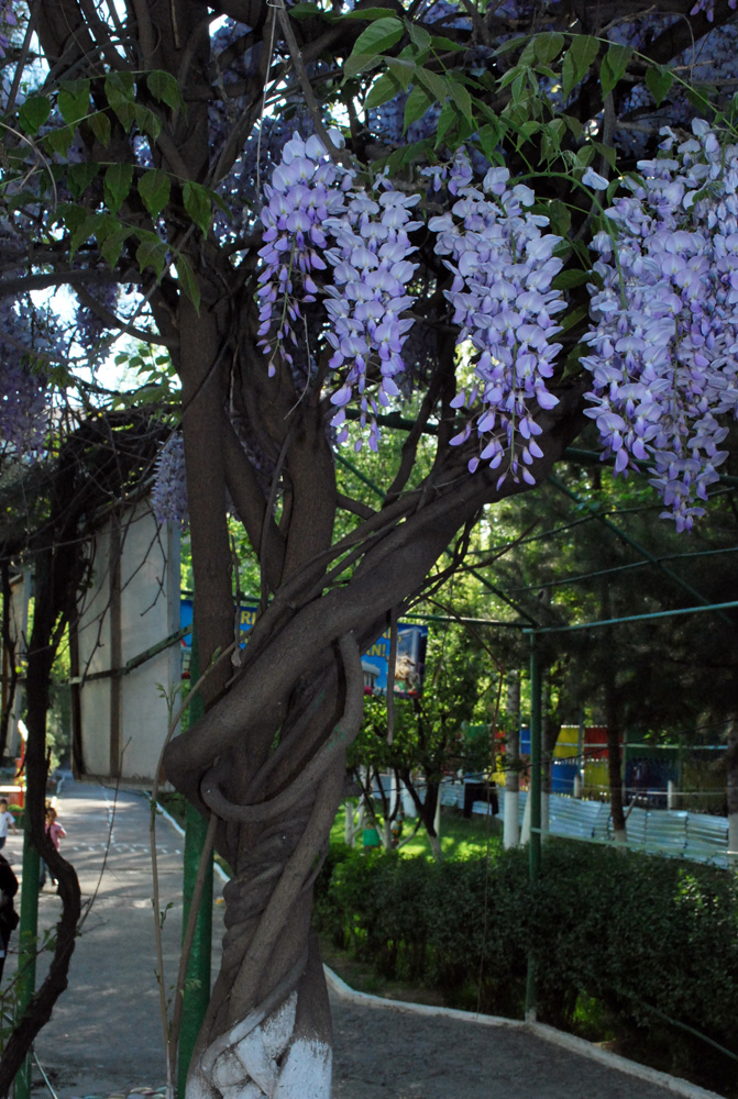 Изображение особи Wisteria sinensis.