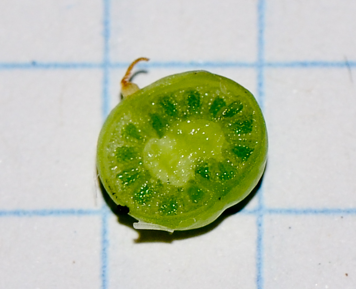 Image of Angelonia angustifolia specimen.