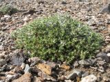 Nanophyton iliense