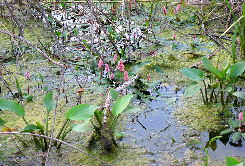 Изображение особи Persicaria amphibia.