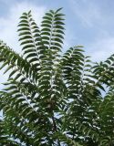 Ailanthus altissima. Верхушка дерева. Краснодарский край, Кущевский р-н, станица Шкуринская. 11.08.2009.