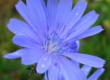 Cichorium intybus