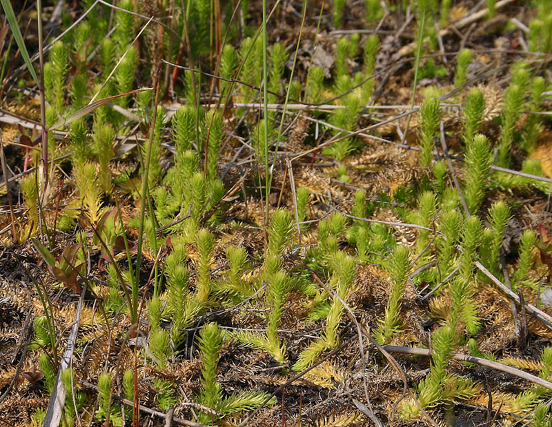 Image of Lycopodiella inundata specimen.