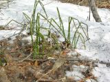 Equisetum hyemale