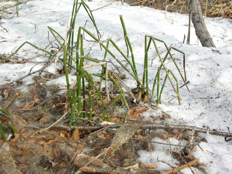 Изображение особи Equisetum hyemale.