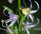 Asyneuma japonicum