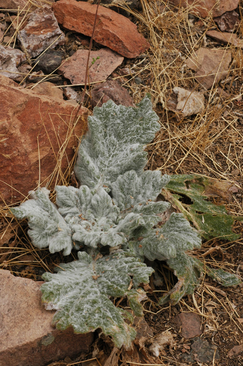 Изображение особи Salvia aethiopis.