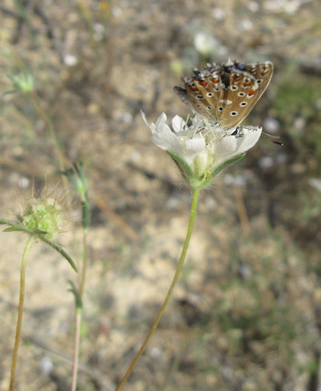 Image of Lomelosia argentea specimen.