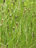 Carex disticha