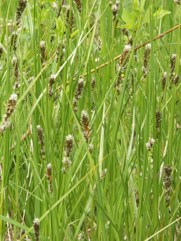 Image of Carex disticha specimen.