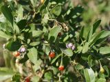 Lycium flexicaule