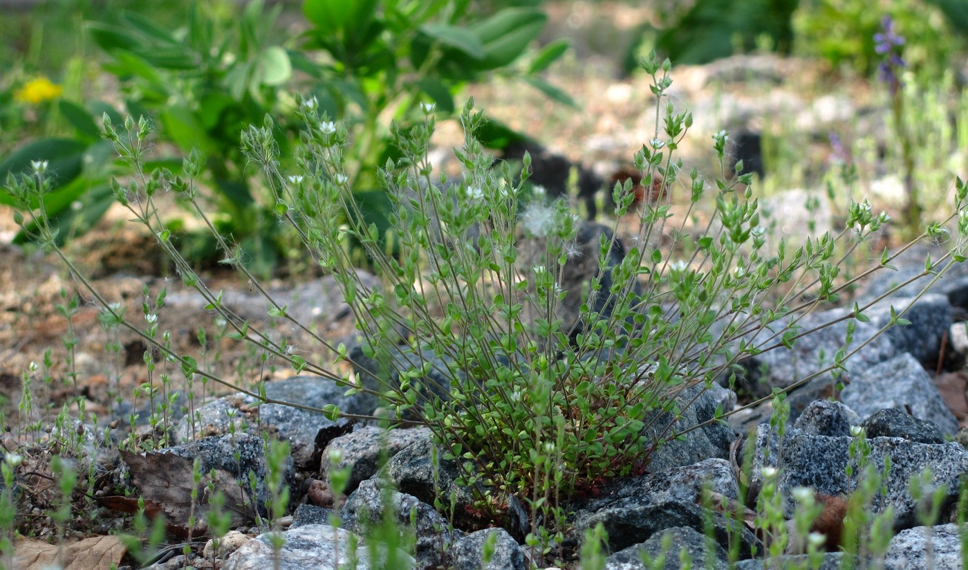 Изображение особи Arenaria uralensis.