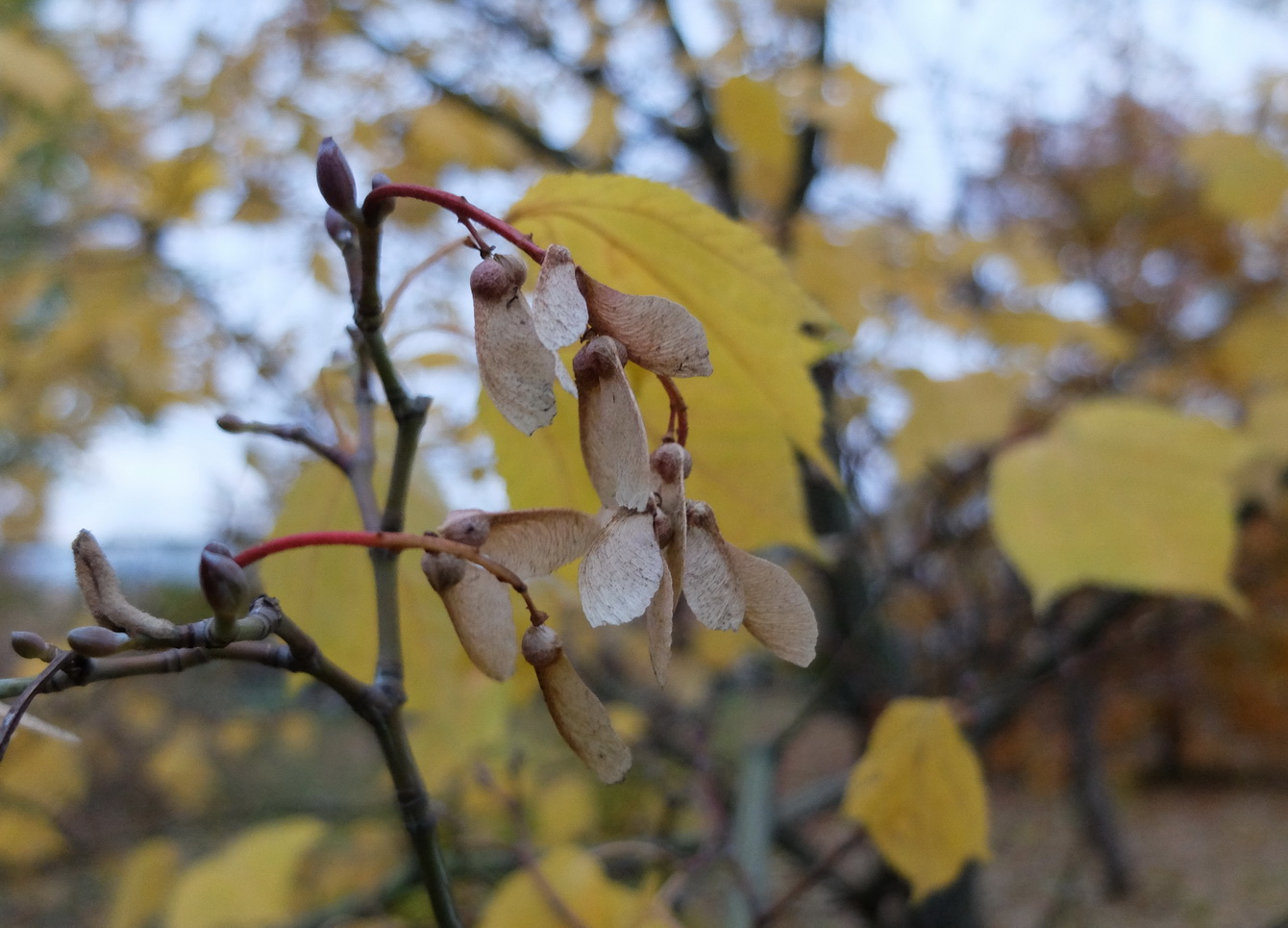 Image of Acer rufinerve specimen.